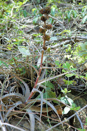 Orthophytum lemei - Tropiflora