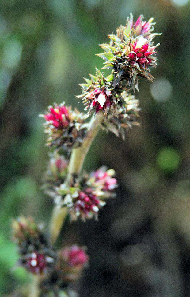 Orthophytum lemei - Tropiflora