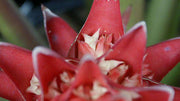 Aechmea nidularioides x poitaei - Tropiflora