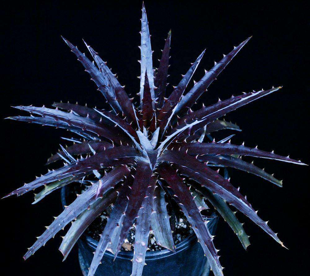 1201_Dyckia_Black_Gold_1080x.