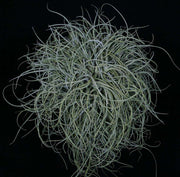 Tillandsia baileyi - Tropiflora