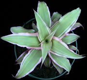 Cryptanthus 'Le Rey' - Tropiflora