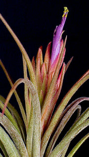 Tillandsia 'Califano' - Tropiflora
