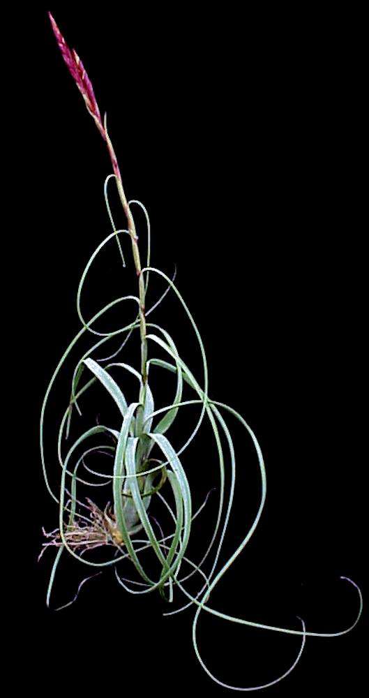 Tillandsia balbisiana - Tropiflora