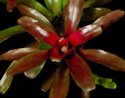 Neoregelia 'Superball' - Tropiflora