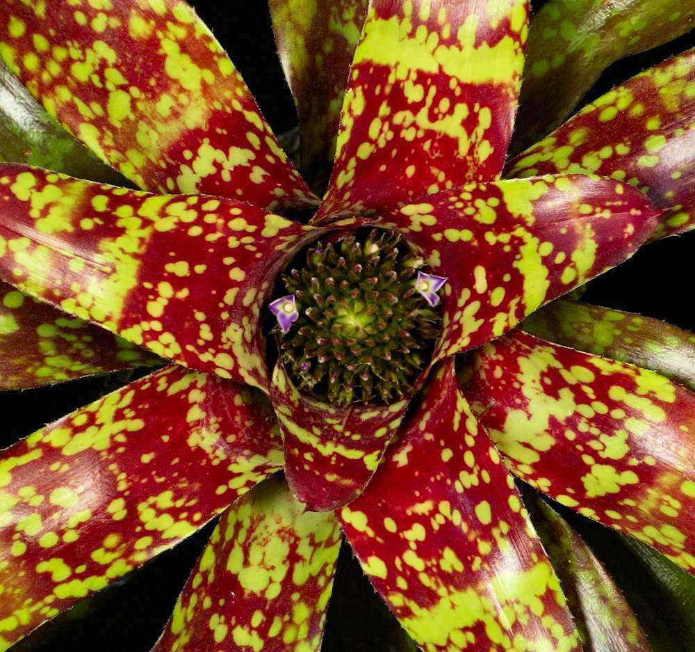 Neoregelia 'Aztec' – Tropiflora