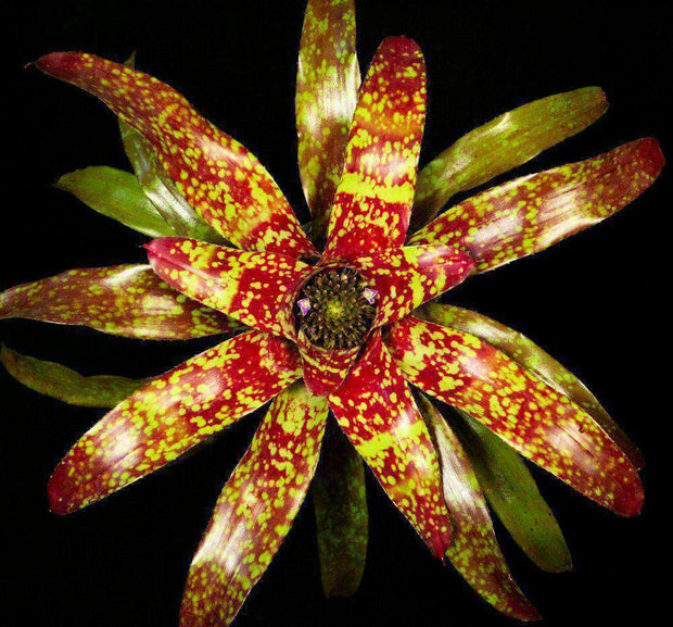 Neoregelia 'Aztec' - Tropiflora