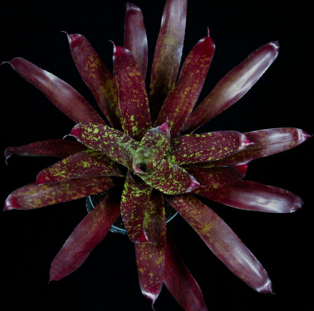 Neoregelia 'Mocha Mint'