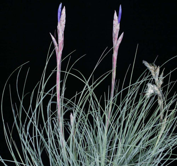 Tillandsia bartramii - Tropiflora