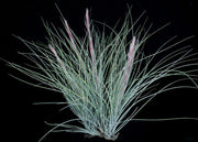 Tillandsia bartramii - Tropiflora