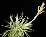 Tillandsia bergeri - Tropiflora