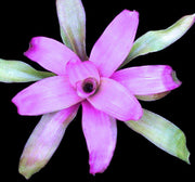 Neoregelia 'Pink Sensation' - Tropiflora