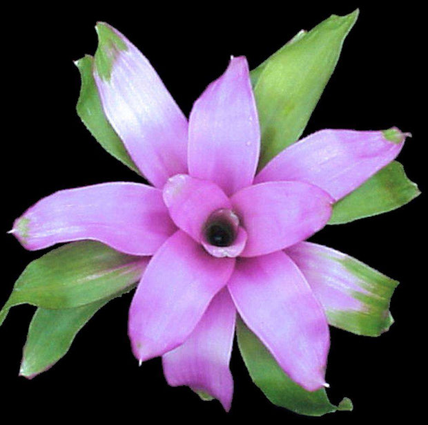 Neoregelia 'Pink Sensation' - Tropiflora