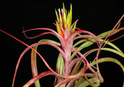 Tillandsia 'Phoenix' - Tropiflora