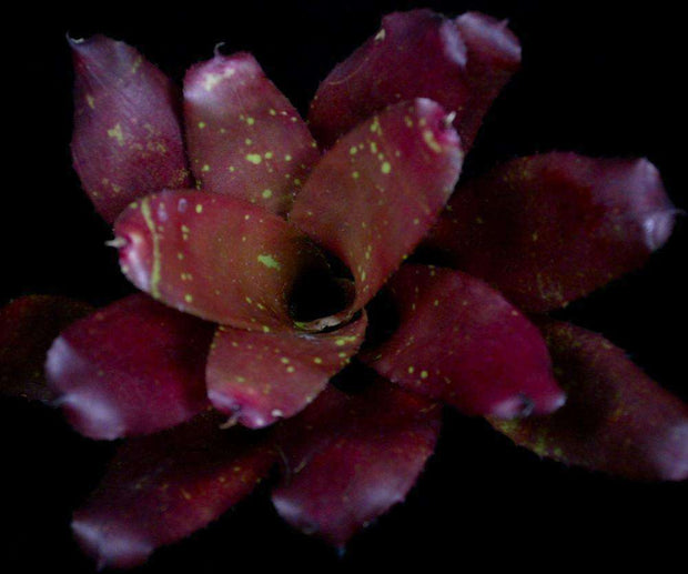 Neoregelia 'Halloween' - Tropiflora