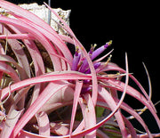 Tillandsia brachycaulos - Tropiflora