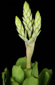 xQuesmea 'Udders' - Tropiflora