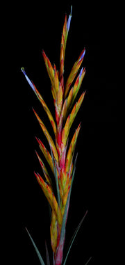 Tillandsia rodrigueziana lithophytic form