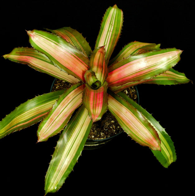 Neoregelia 'Yang' – Tropiflora