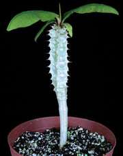 Euphorbia perrieri elongata - Tropiflora