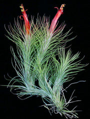 Tillandsia funckiana SEL1982-0567 Miranda - Tropiflora