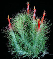 Tillandsia funckiana SEL1982-0567 Miranda - Tropiflora