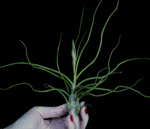 Tillandsia bulbosa 'Purple Form' - Tropiflora
