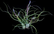 Tillandsia bulbosa 'Purple Form' - Tropiflora