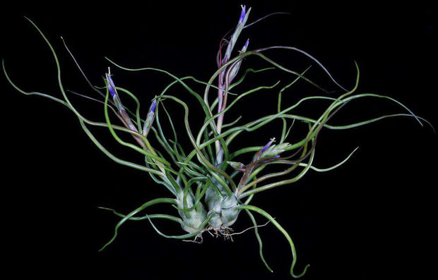 Tillandsia bulbosa 'Purple Form' - Tropiflora