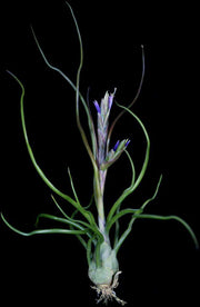 Tillandsia bulbosa 'Purple Form' - Tropiflora
