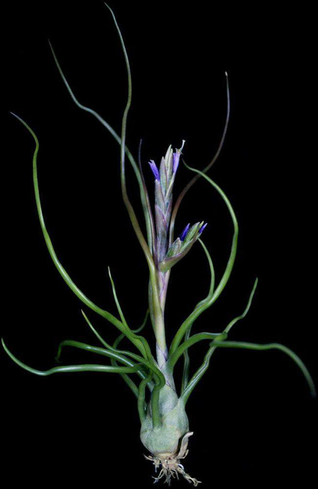 Tillandsia bulbosa 'Purple Form' - Tropiflora