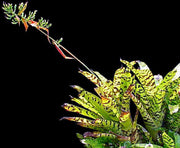 Aechmea correia-araujoi - Tropiflora