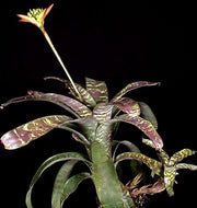 Canistrum seidelianum - Tropiflora