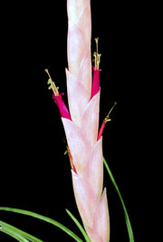 Tillandsia paraensis