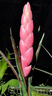 Tillandsia paraensis