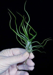 Tillandsia bulbosa red form - Tropiflora