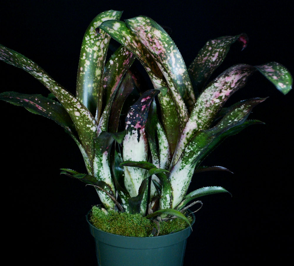 Billbergia 'Poquito Mas' – Tropiflora