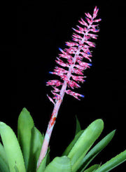 Aechmea 'Rambo' - Tropiflora