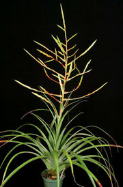 Tillandsia 'Barbados' - Tropiflora