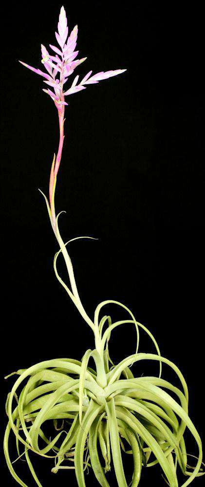 Tropiflora Tillandsia cacticola