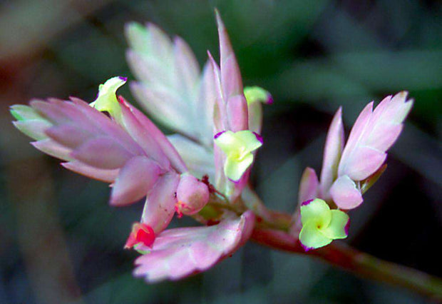 Tillandsia cacticola - Tropiflora