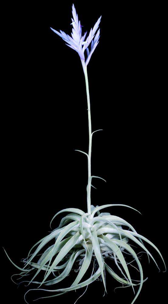 Tillandsia cacticola - Thumbnail 2