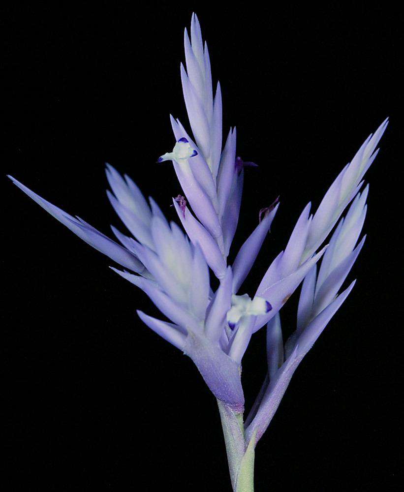 Tropiflora Tillandsia cacticola - Thumbnail 3