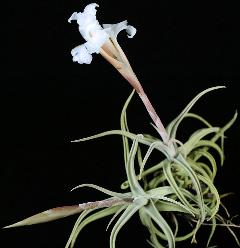 Tillandsia xiphioides – Tropiflora