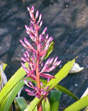 Aechmea rubrolilacina - Tropiflora