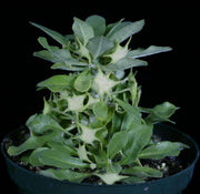 Dorstenia foetida v. foetida - Tropiflora