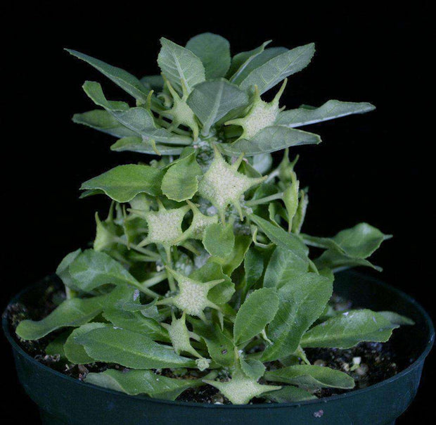 Dorstenia foetida v. foetida - Tropiflora