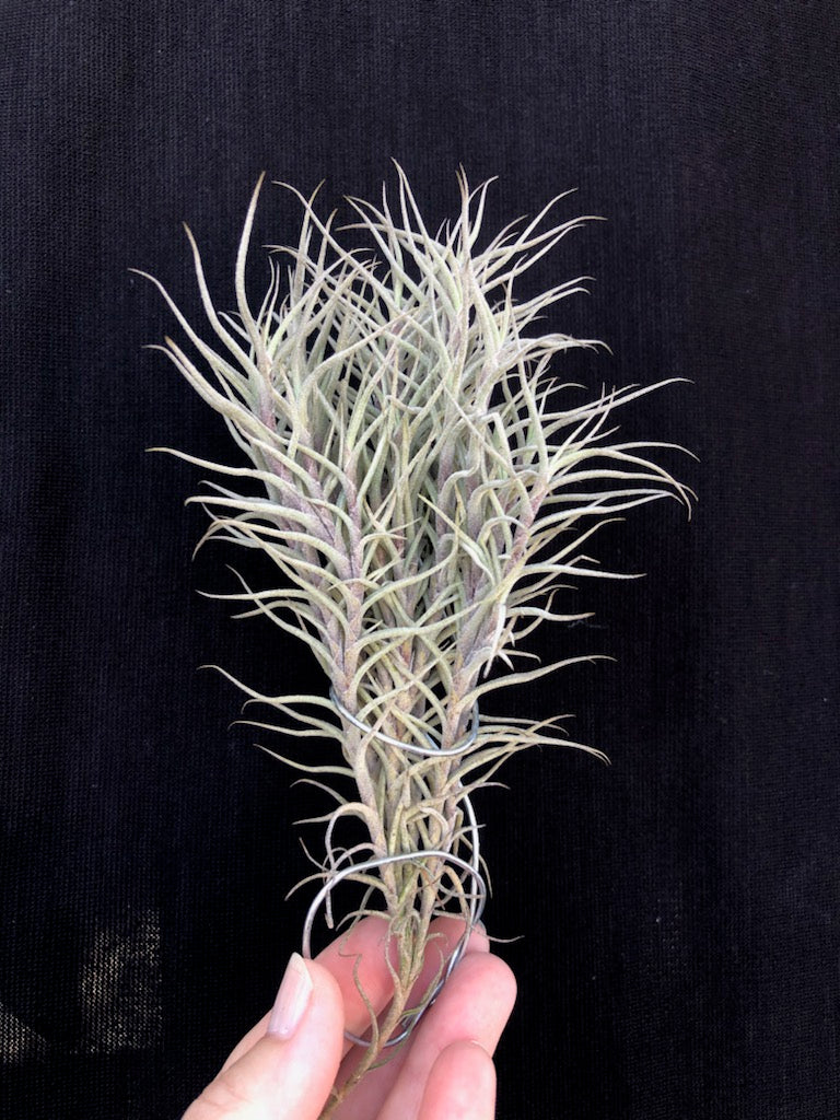 Tillandsia capillaris 欧州愛好家由来株 識別番号付 【公式通販】