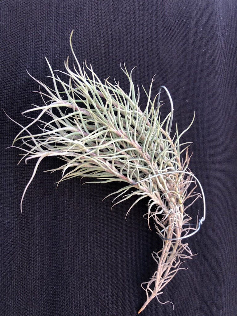 ブロメリア・エアープランツ Tillandsia capillaris HR24025e Tillandsia capillaris – Tropiflora