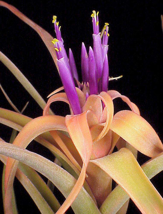 Tillandsia riohondoensis - Tropiflora